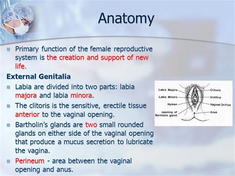 Hymen: Overview, Function & Anatomy